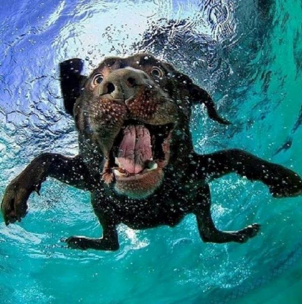 Mutlu köpek ve sahibi